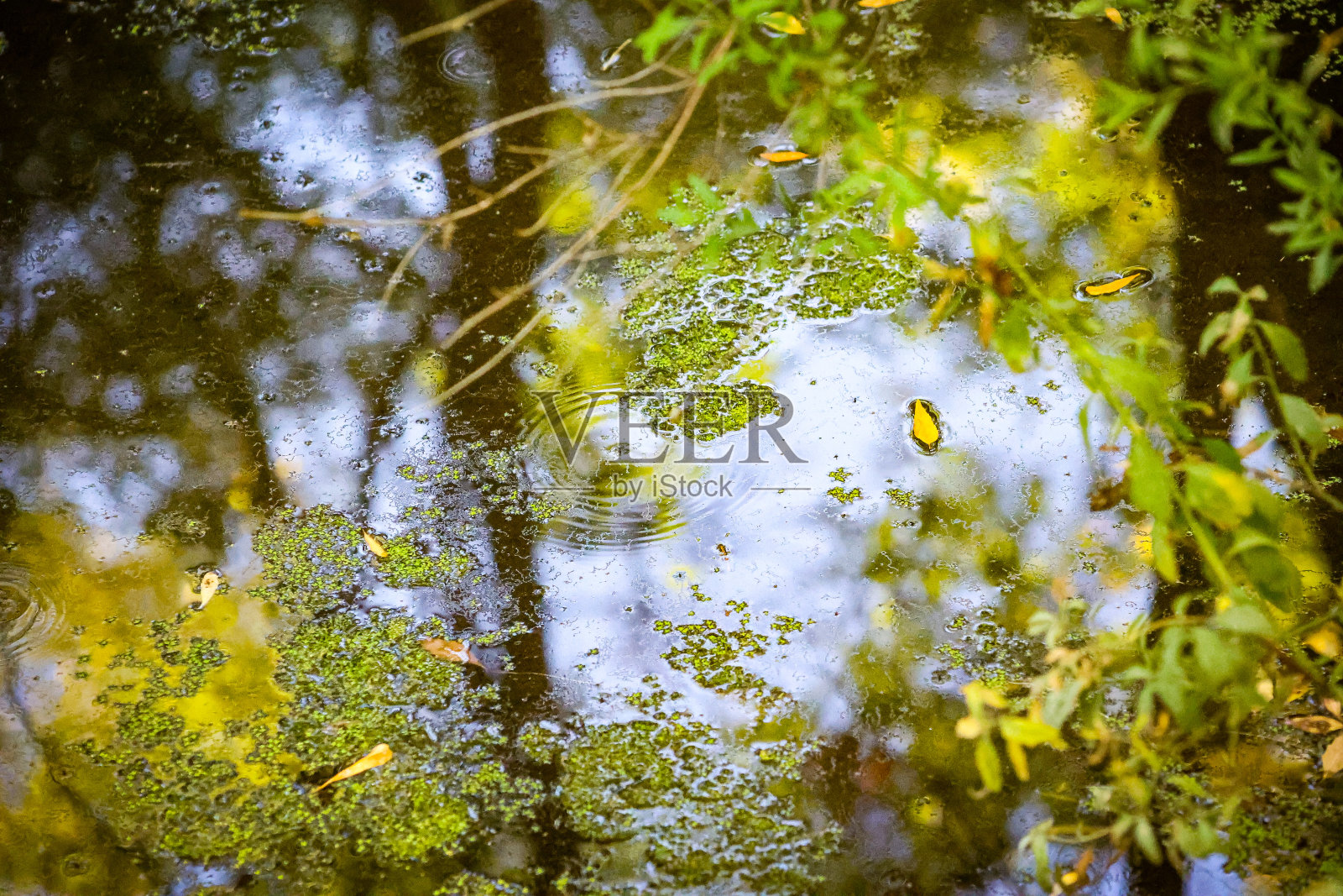 沼泽池塘的水倒映着上面的树木照片摄影图片
