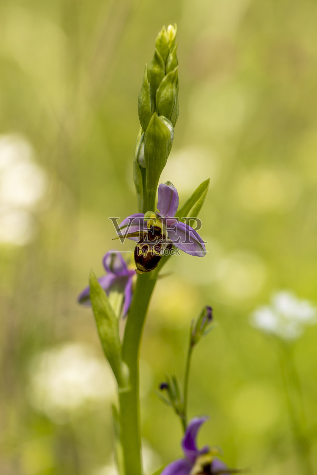 自然生境中的蜂兰(Ophrys apifera)照片摄影图片