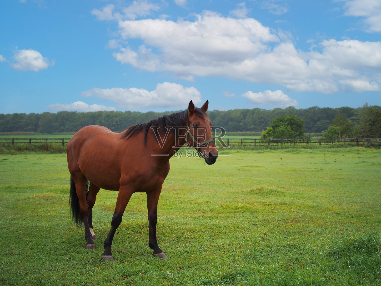 马在开阔的田野上吃草，背景是蓝天。用于插图背景图像或复制空间札幌钟楼照片摄影图片
