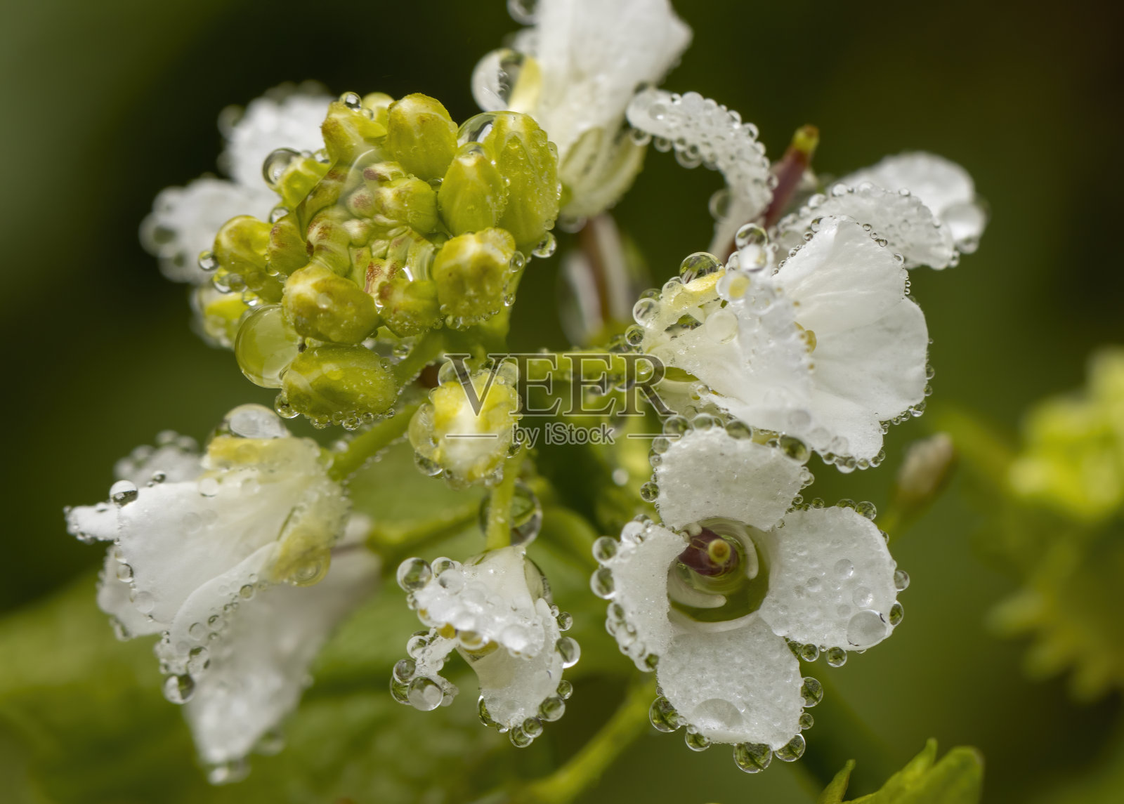 春天的近距离花照片摄影图片