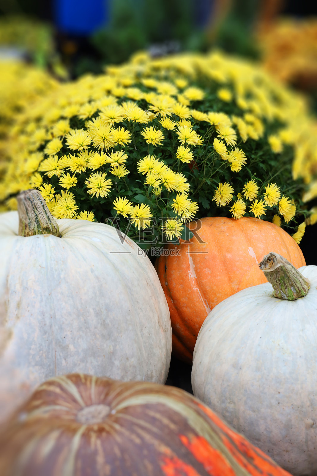 感恩节快乐。时髦的南瓜，鲜花。乡村作文秋收用空间作文字。大气秋季图像照片摄影图片