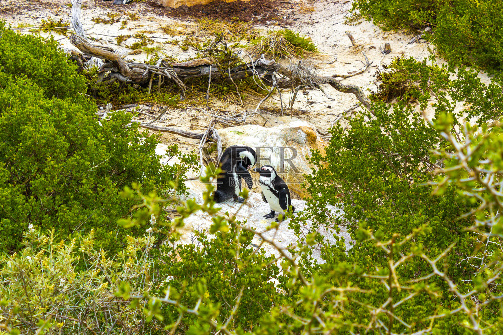 南非企鹅的殖民地眼镜企鹅企鹅开普敦。照片摄影图片