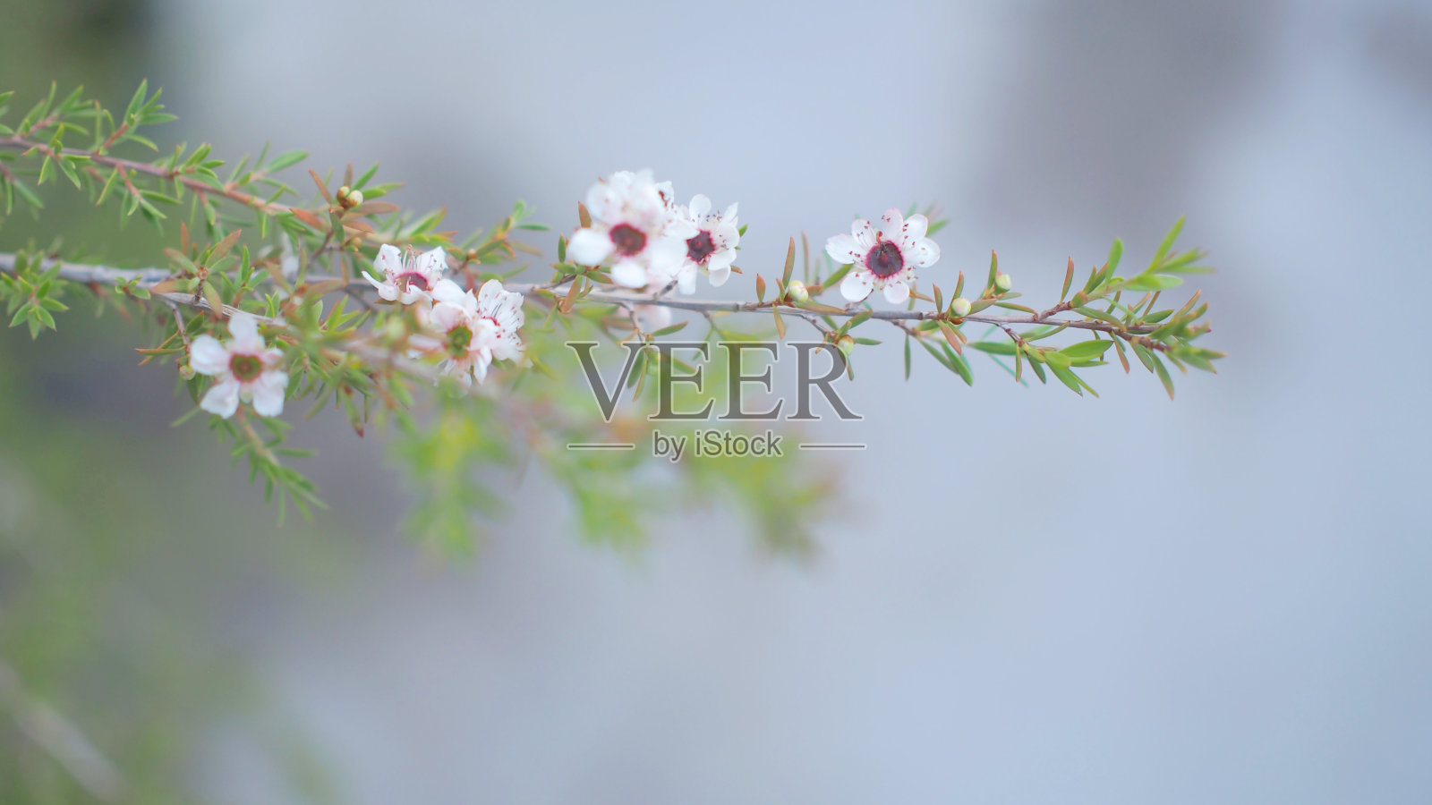 虚化背景下的麦卢卡花照片摄影图片