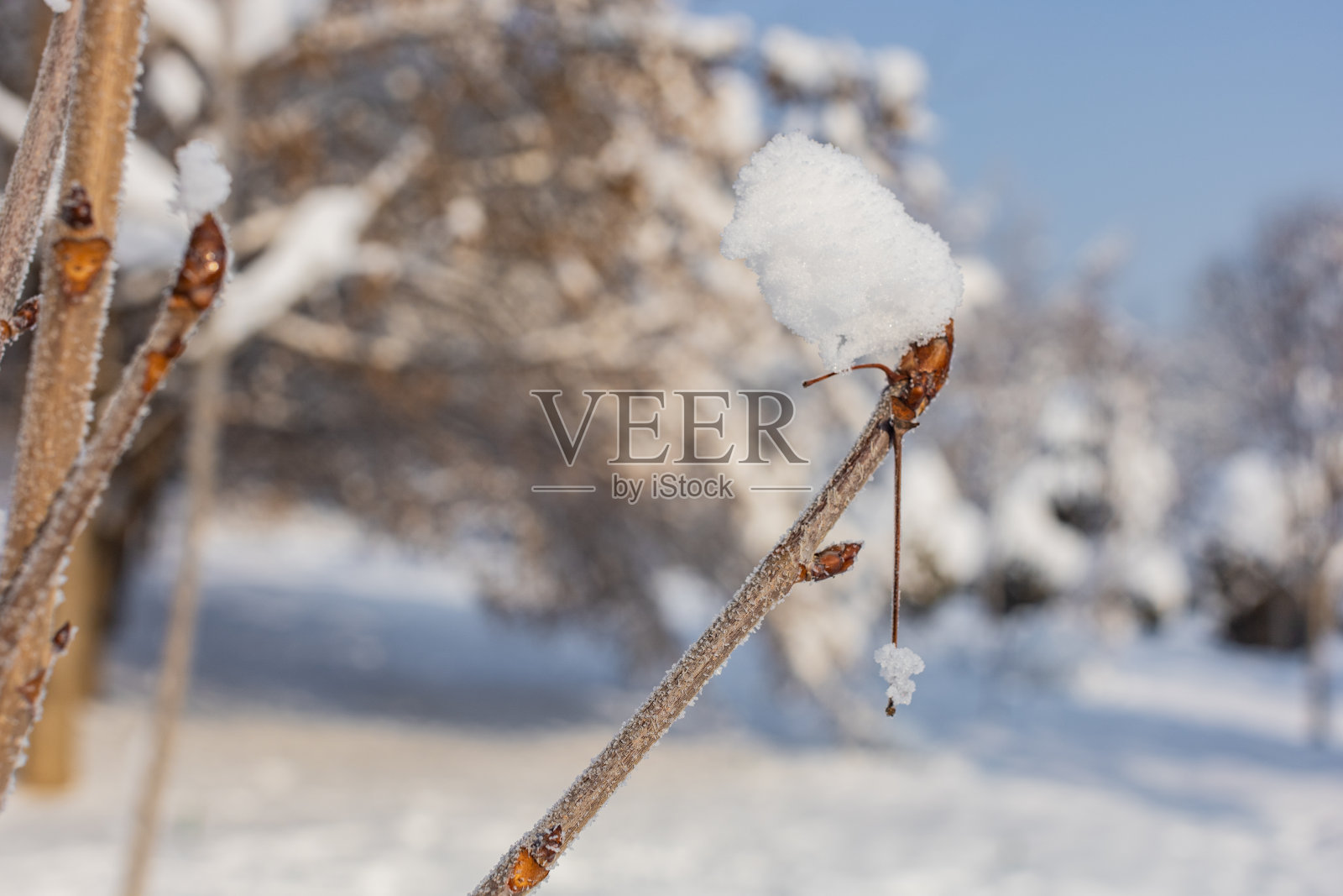 美丽的冬季景观背景，主题为圣诞节和屏幕保护程序照片摄影图片