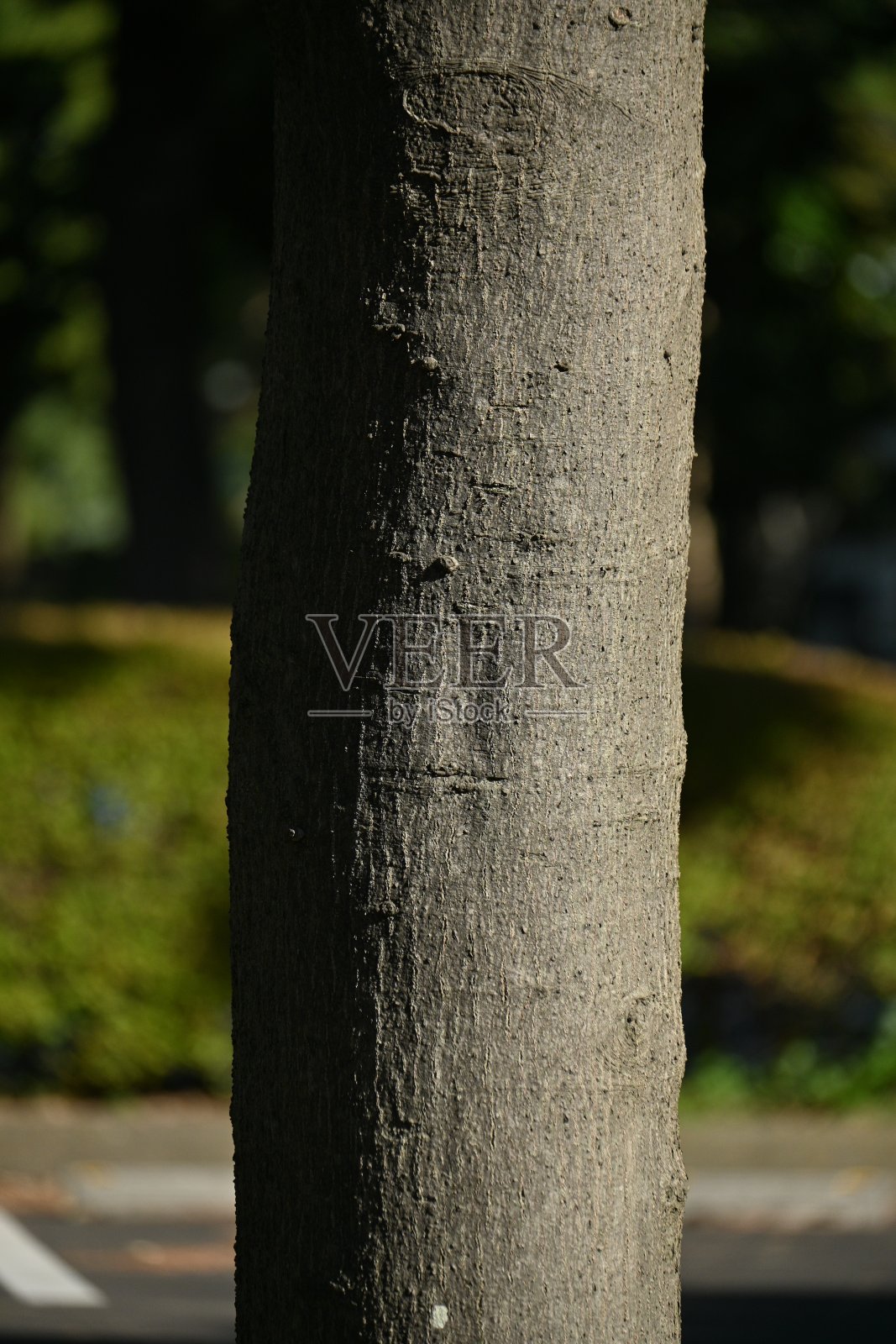 黑栎的橡子。壳斗科常绿乔木。照片摄影图片