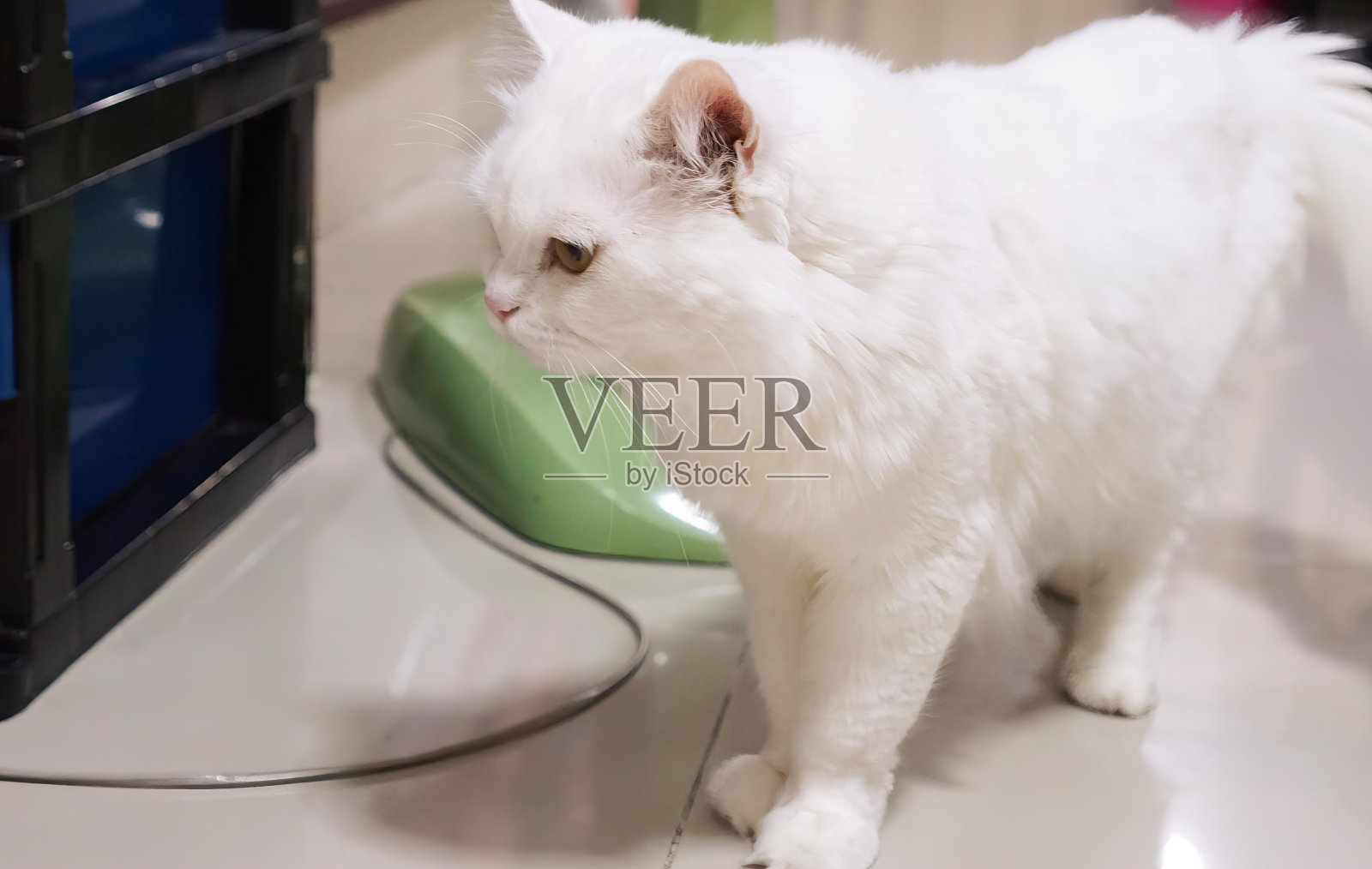 一只白猫站在绿色的天平上。照片摄影图片