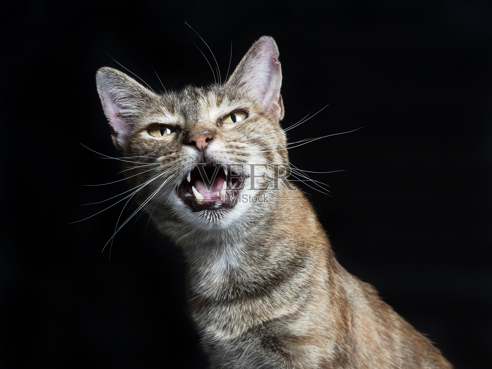 家猫叫照片摄影图片