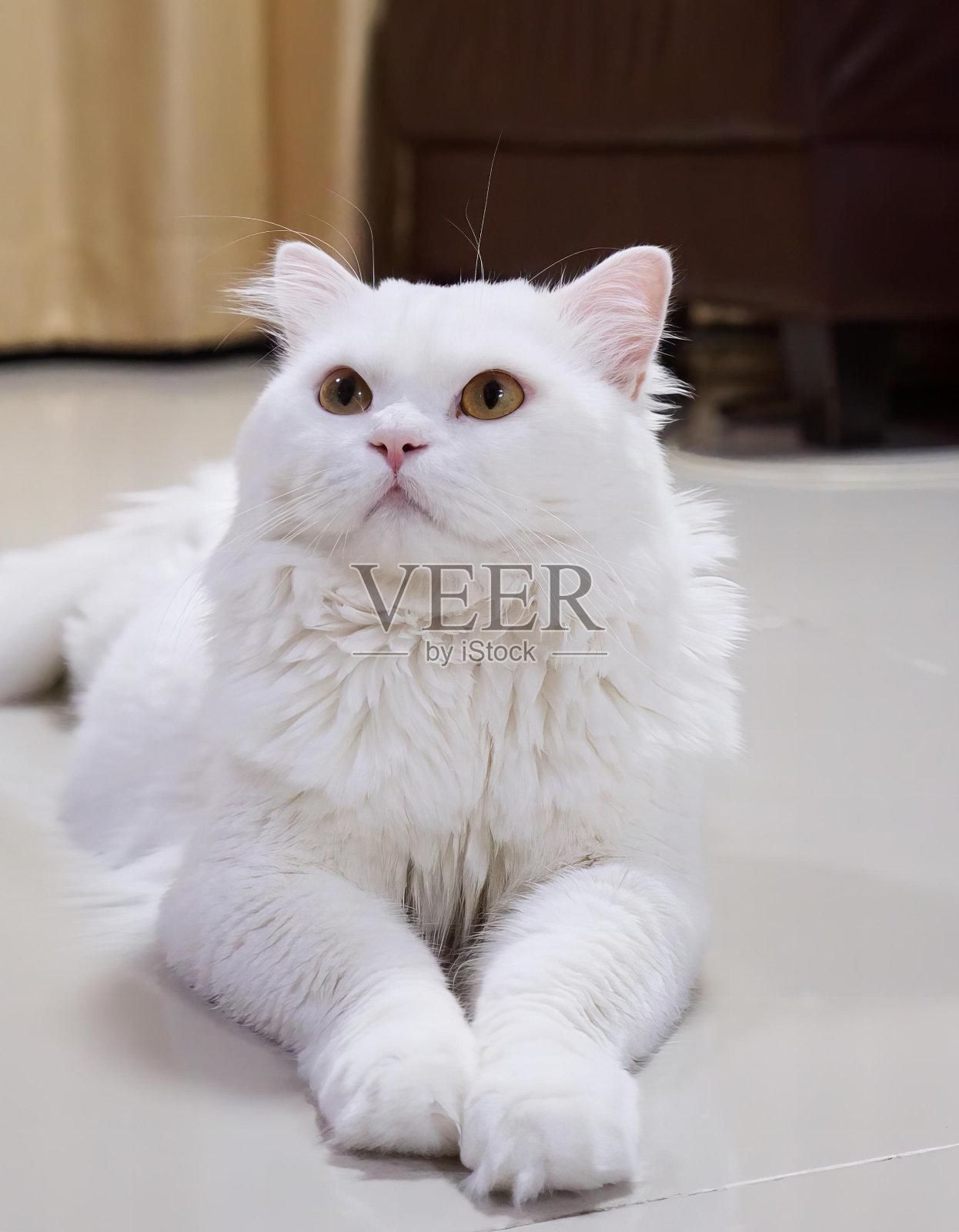 一只长着粉红色鼻子的白猫。照片摄影图片