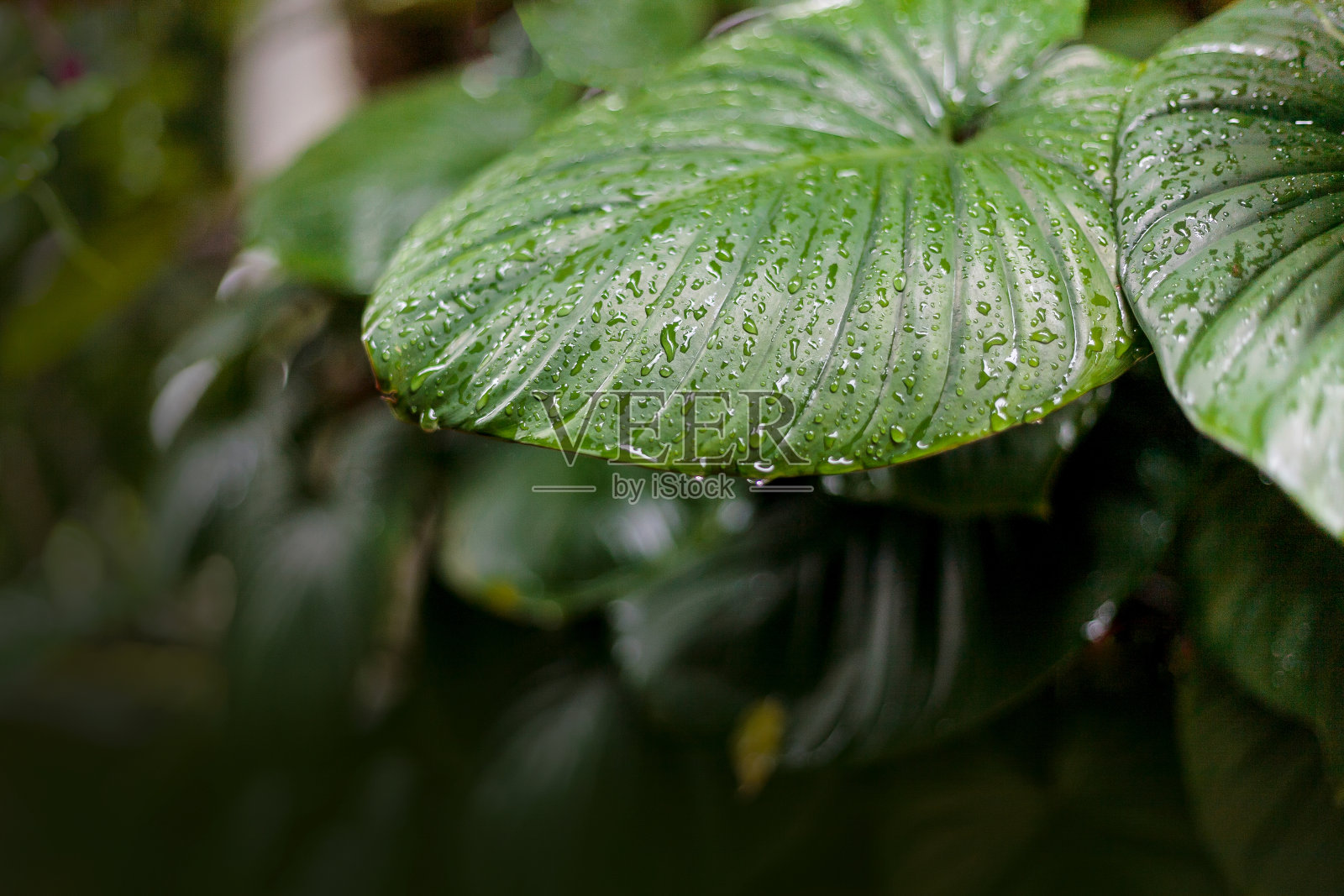 树叶，雨水淋湿的季节，自然绿色背景的绿叶在花园里照片摄影图片