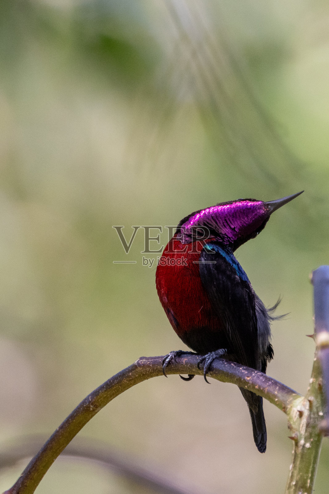 美丽的太阳鸟在泰国的大自然。照片摄影图片