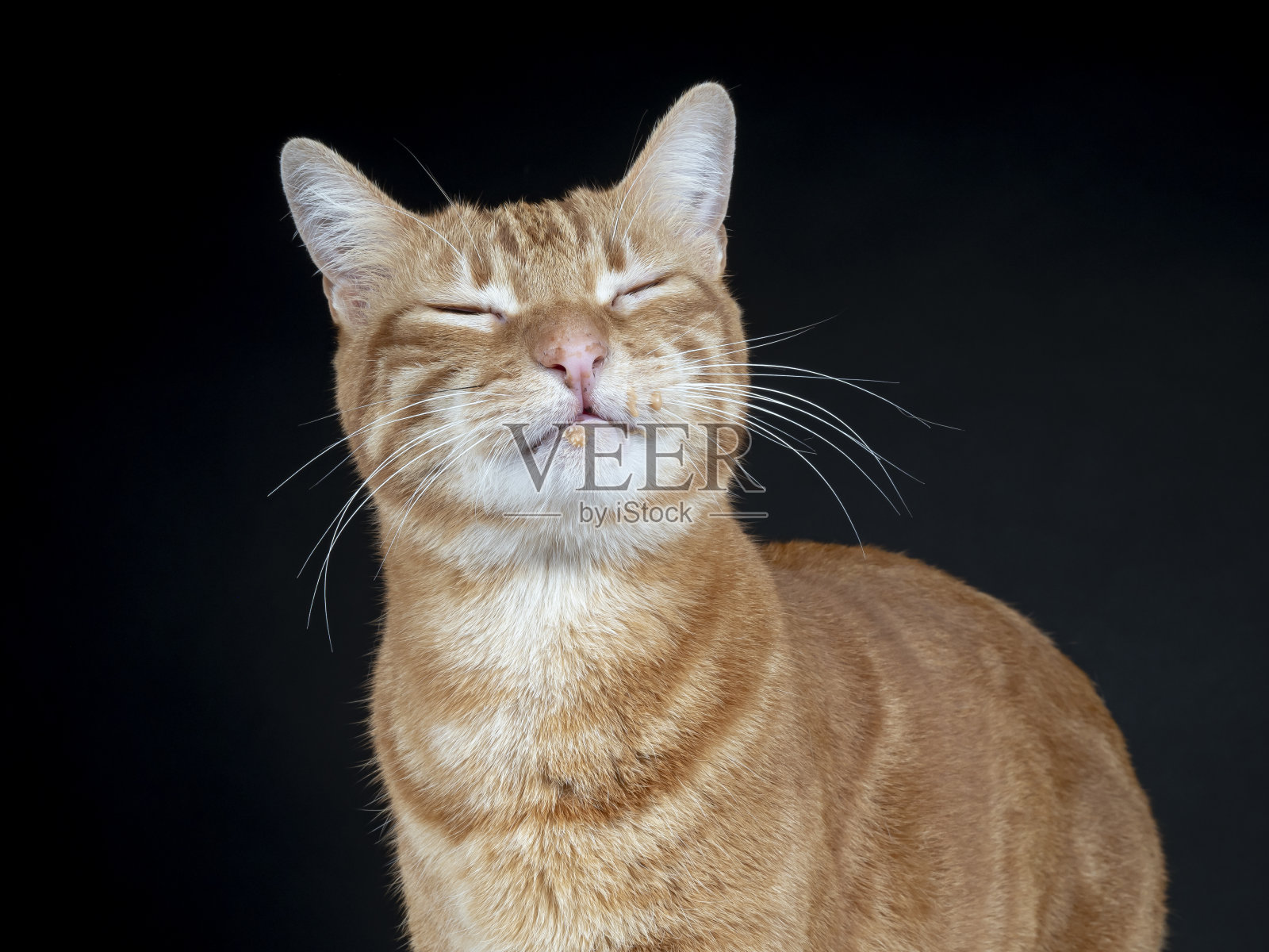 家猫微笑照片摄影图片