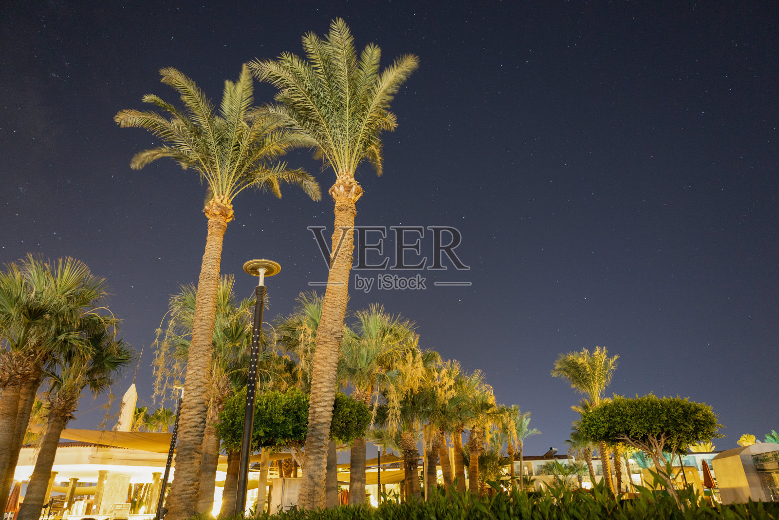 高耸棕榈树下的星光夏夜照片摄影图片