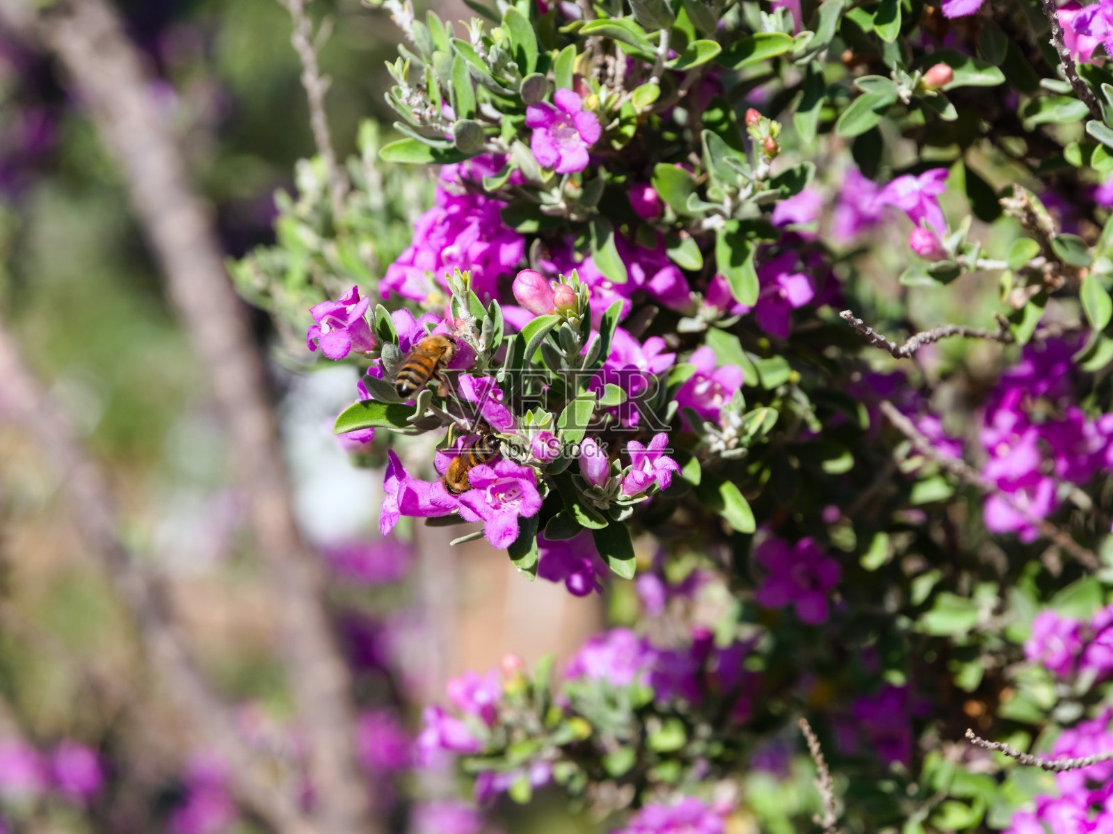 花丛中的蜜蜂照片摄影图片