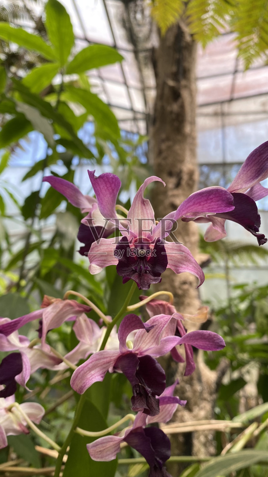 牛兰-牛头石斛照片摄影图片