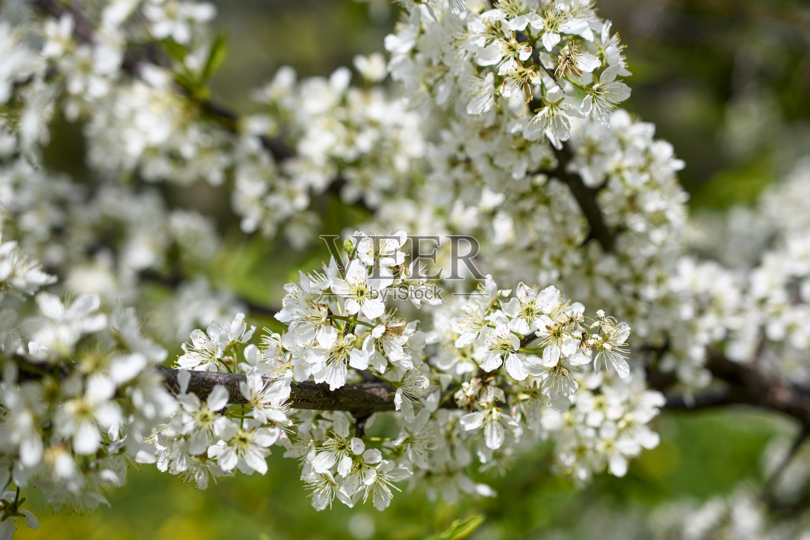 梅花照片摄影图片