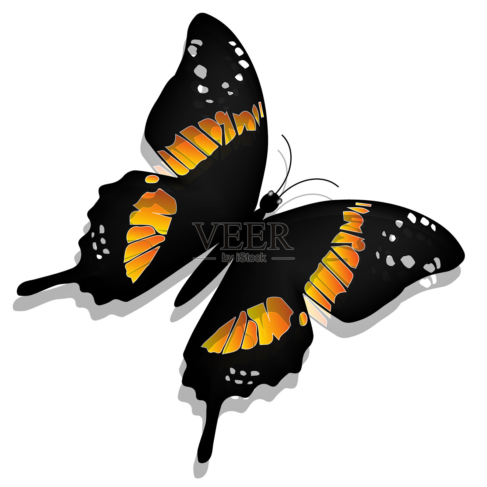 美丽的蝴蝶插画图片素材