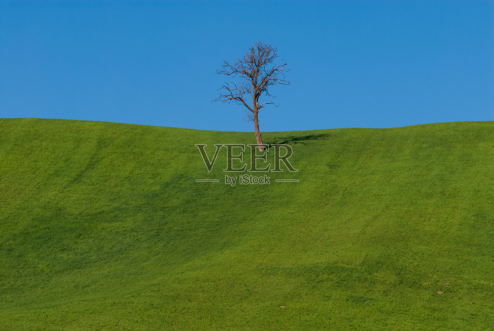 一棵孤独的干树照片摄影图片