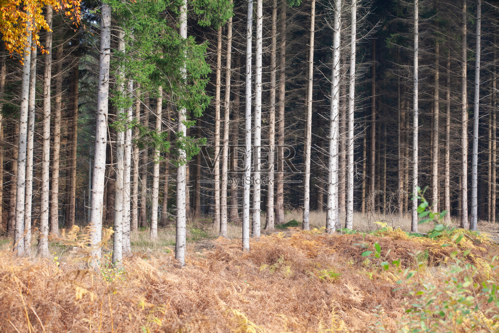 Ravnsholt Skov照片摄影图片