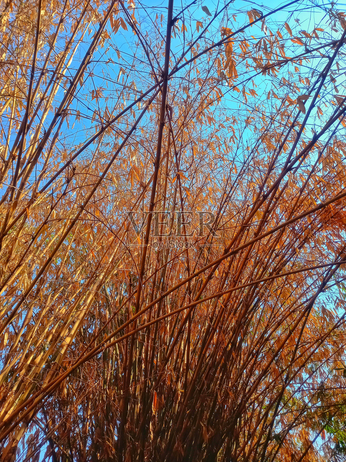 干旱季节叶子干燥的竹子照片摄影图片