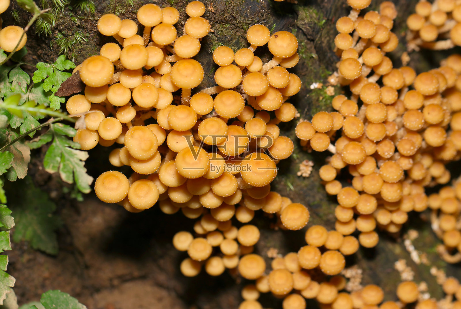 Senbonichimegasa (Kuehneromyces mutabilis)蘑菇在黑色背景上成群生长(野生动物特写微距照片)照片摄影图片