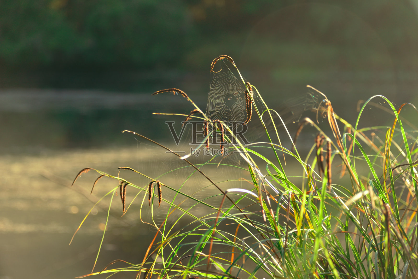 池塘岸边的蜘蛛网。照片摄影图片