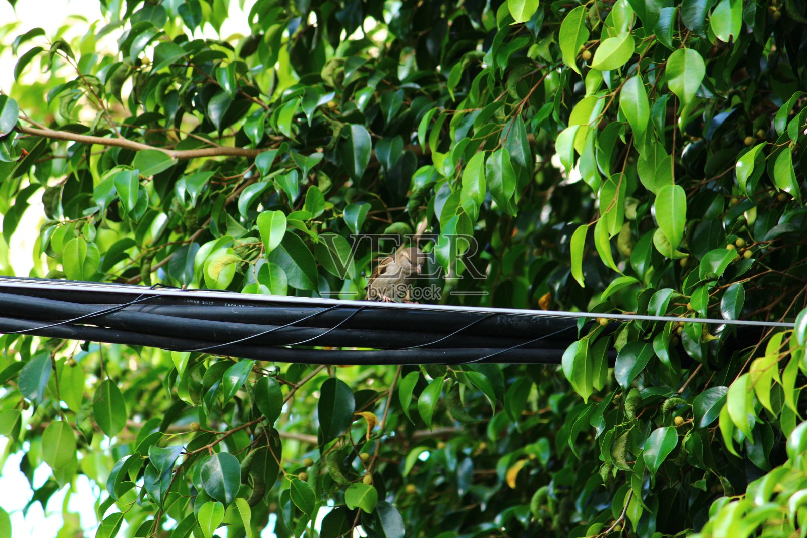 栖息在电线上的雌鸟。背景中的树照片摄影图片