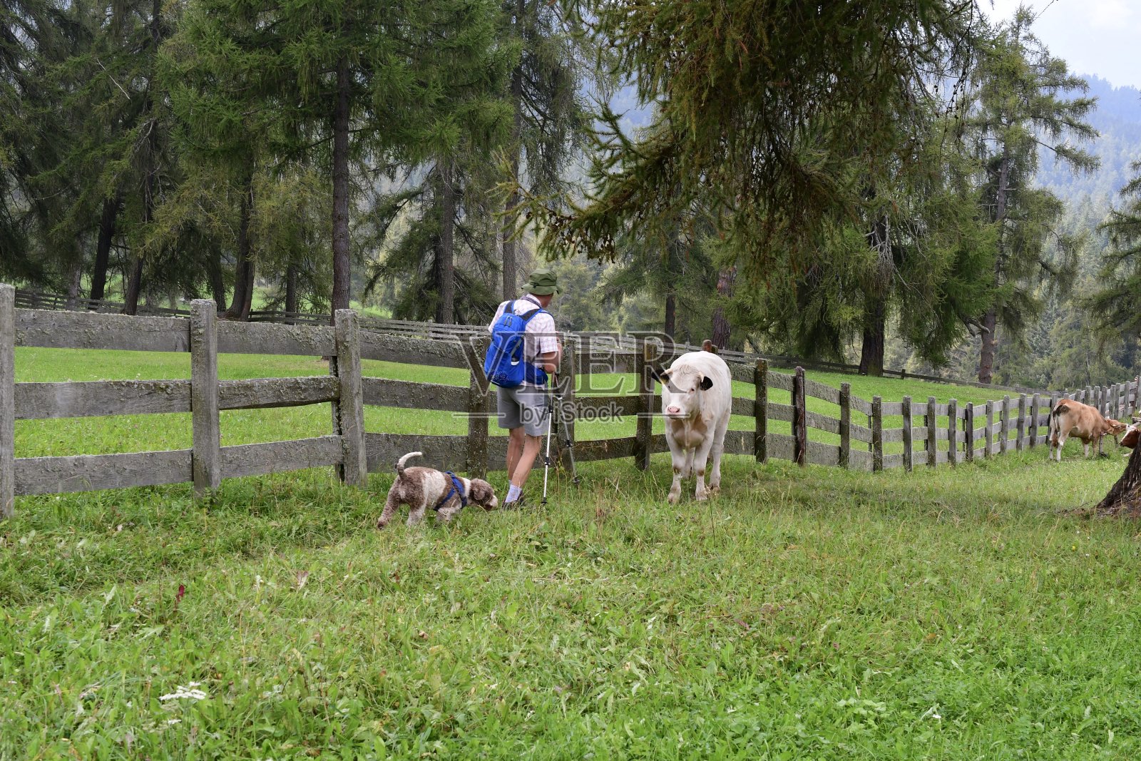 在南蒂罗尔的草地上，一名男子和他的拉古托·罗马诺洛狗与奶牛相遇照片摄影图片