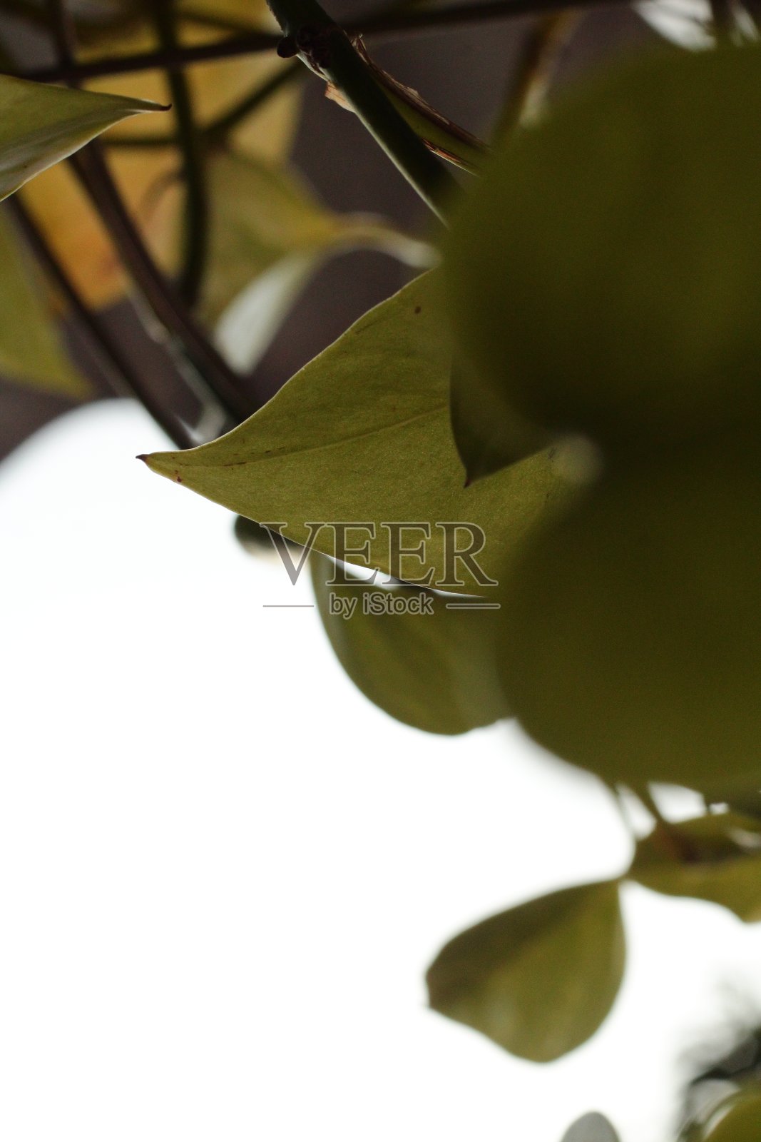 绿色的树叶照片摄影图片