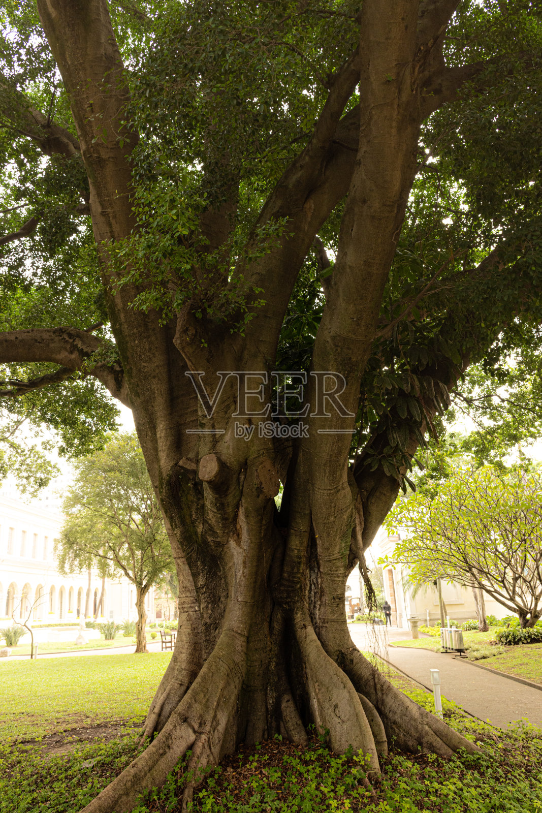 纪念树照片摄影图片