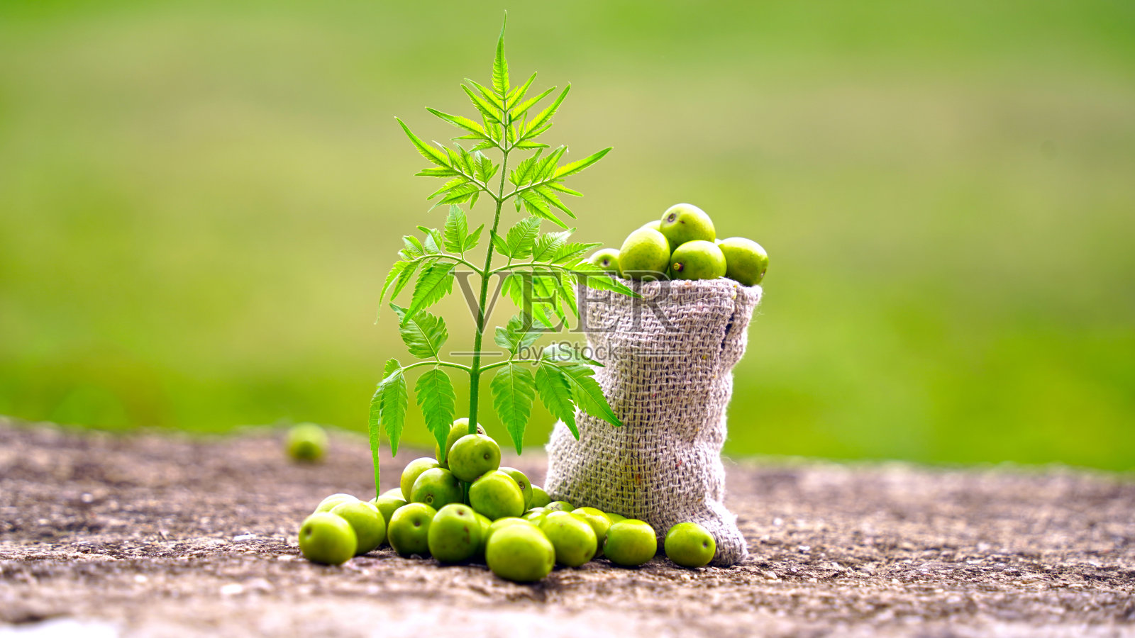 带细枝的药用楝树果实。印度丁香的种子、果实和叶子。Azadirachta indica照片摄影图片