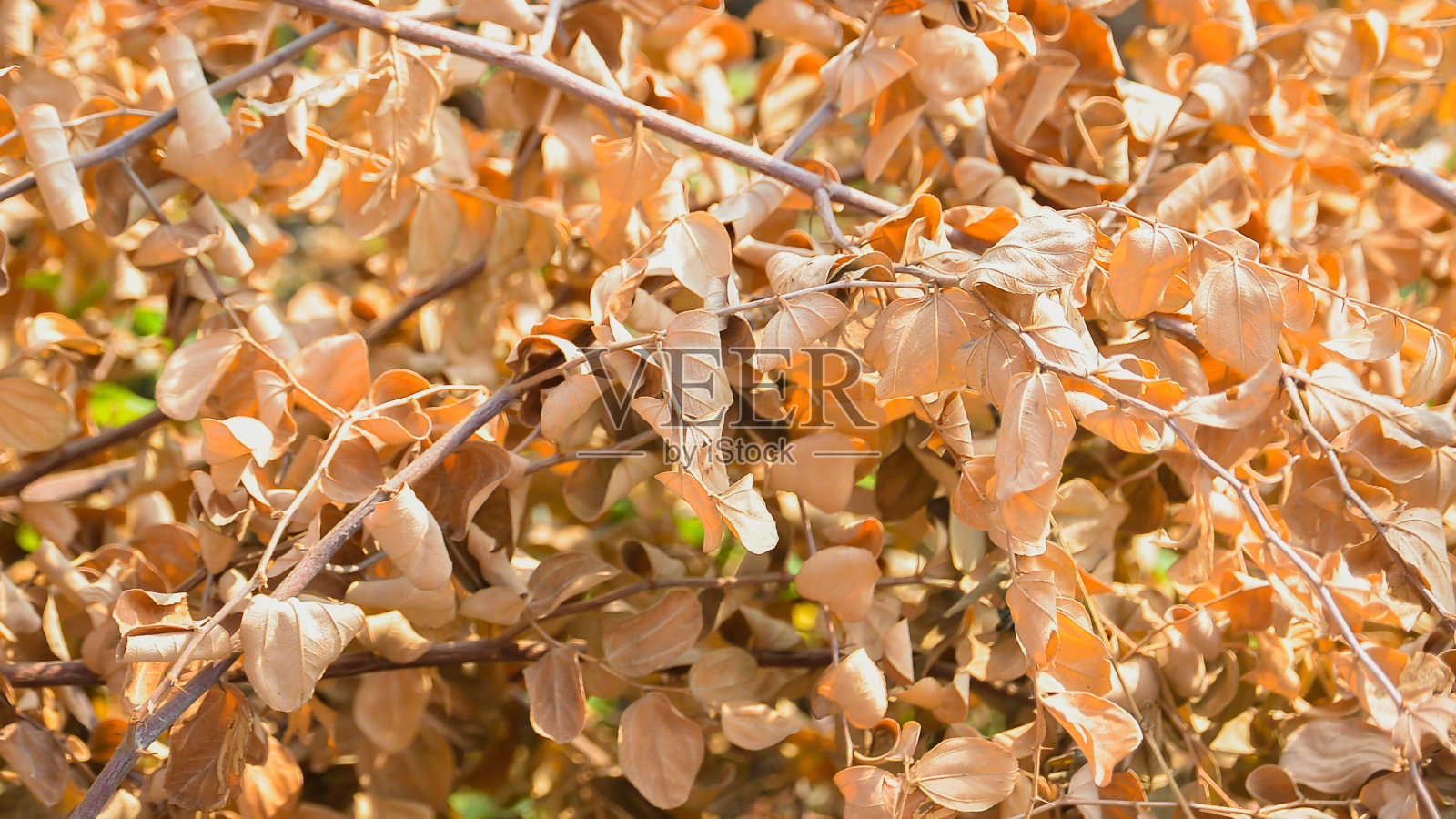 秋季和旱季自然主题的抽象背景照片摄影图片