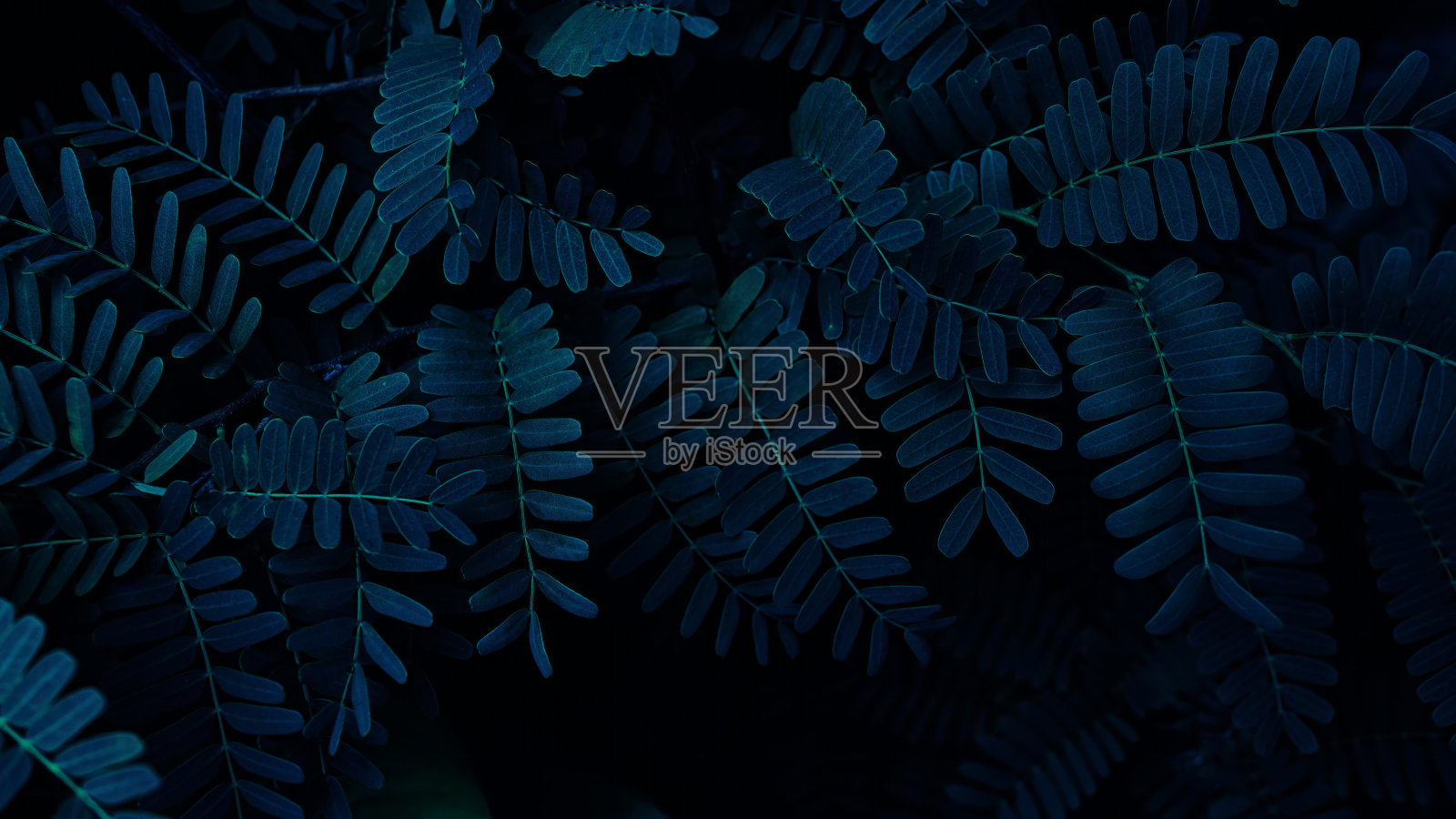 罗望子叶背景照片摄影图片