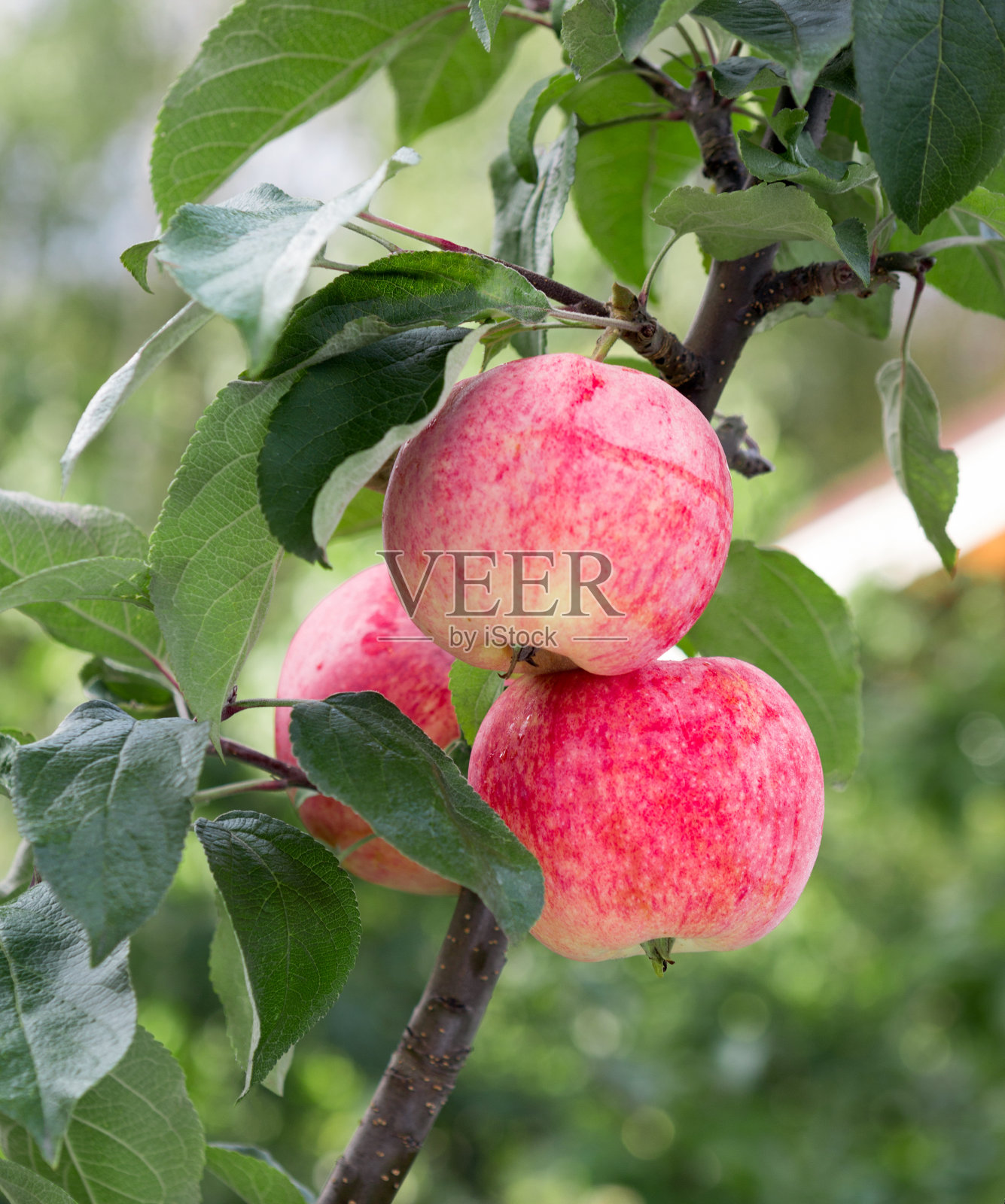 有成熟苹果果实的苹果树。照片摄影图片