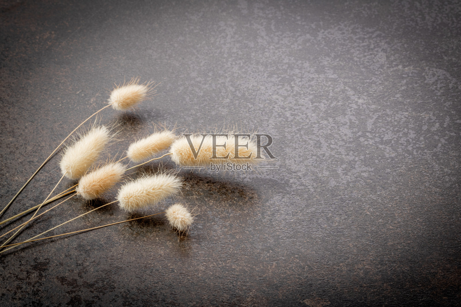 一束干尾草植物在黑暗的背景与一个小插图，模板为明信片照片摄影图片