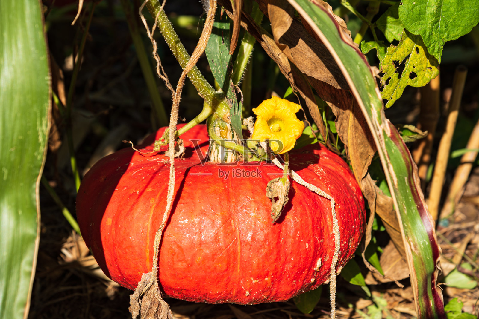花园里的有机橙色南瓜和黄色的花。特写镜头照片摄影图片