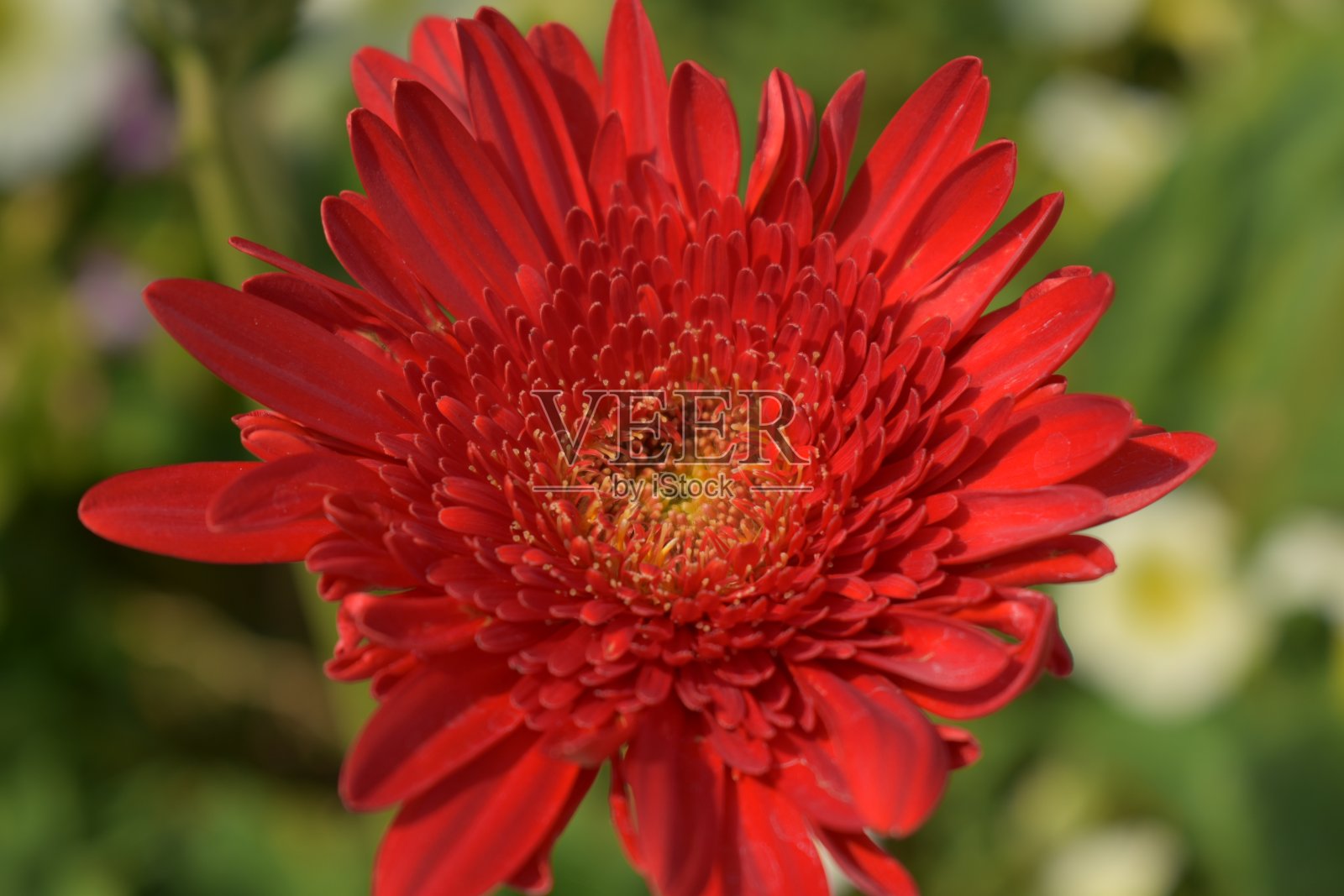 菊花照片摄影图片