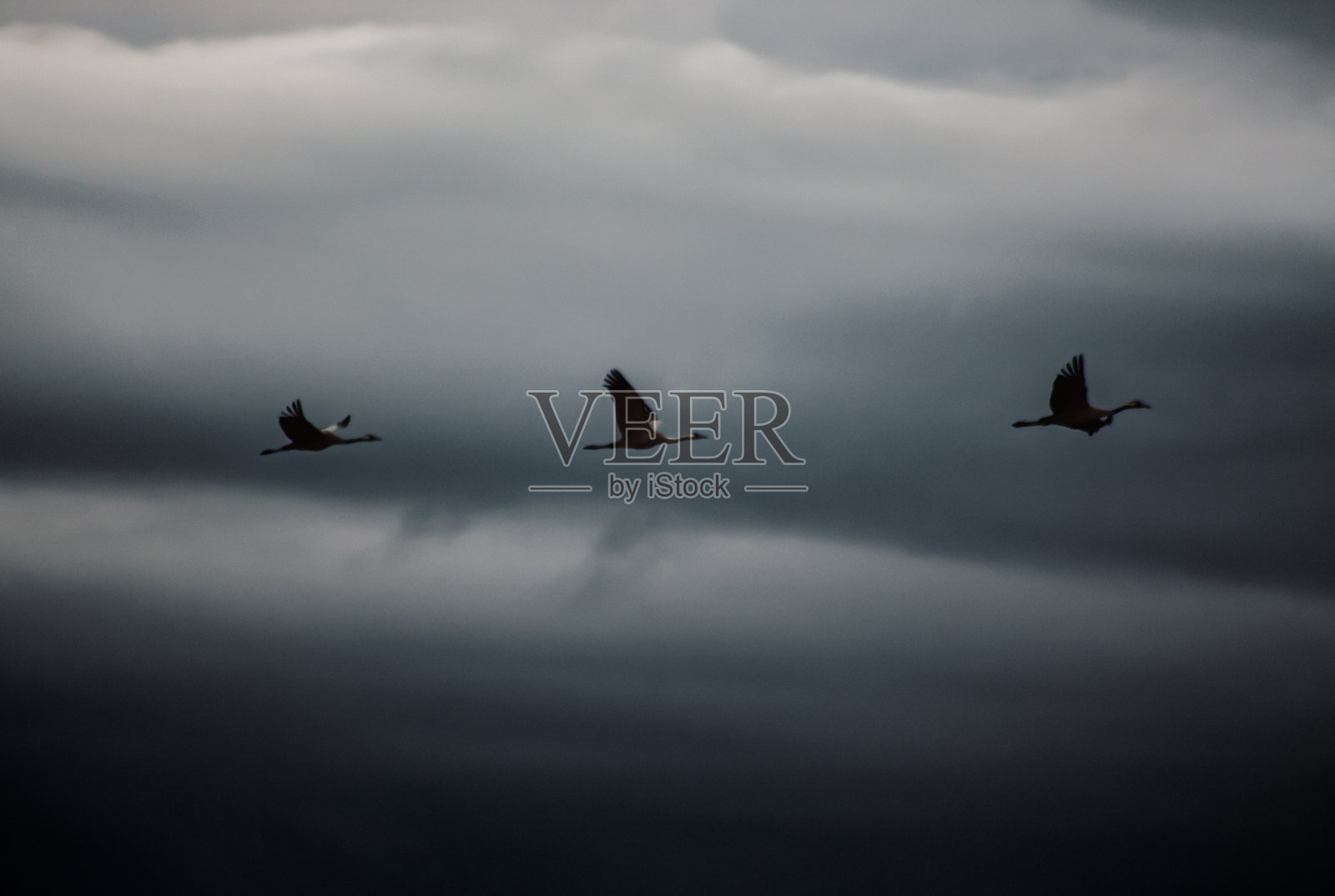 野鹅的照片摄影图片