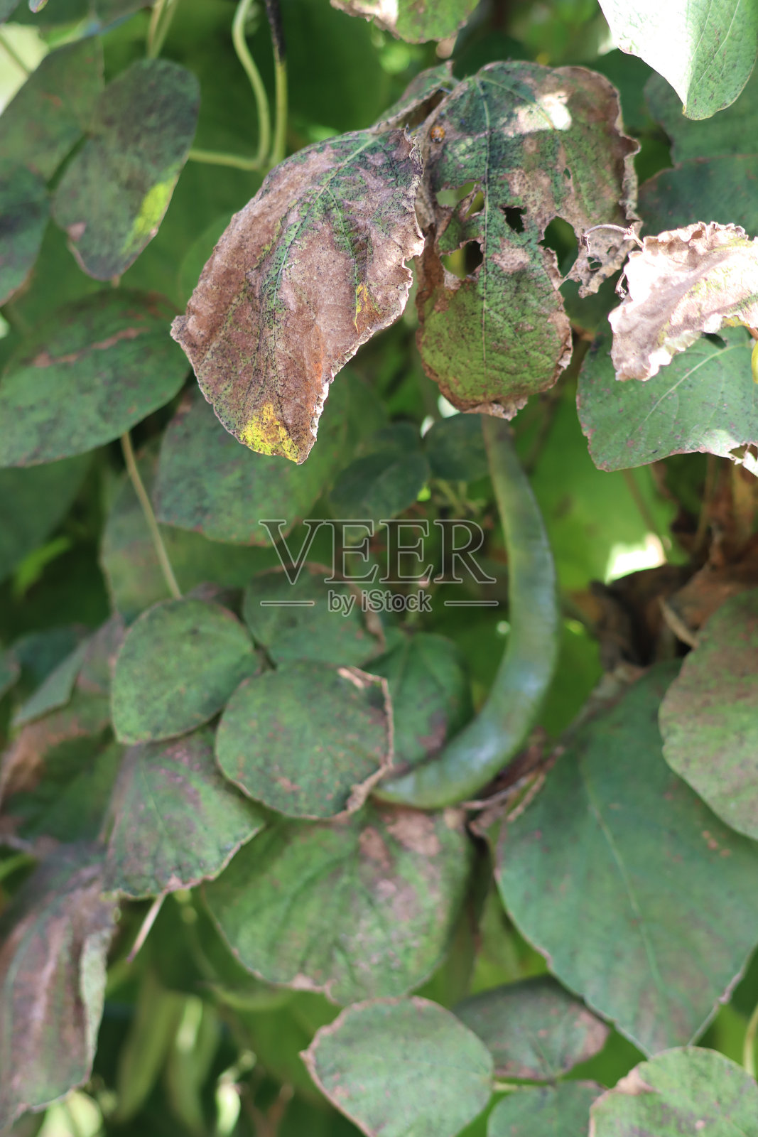 蔬菜花园照片摄影图片