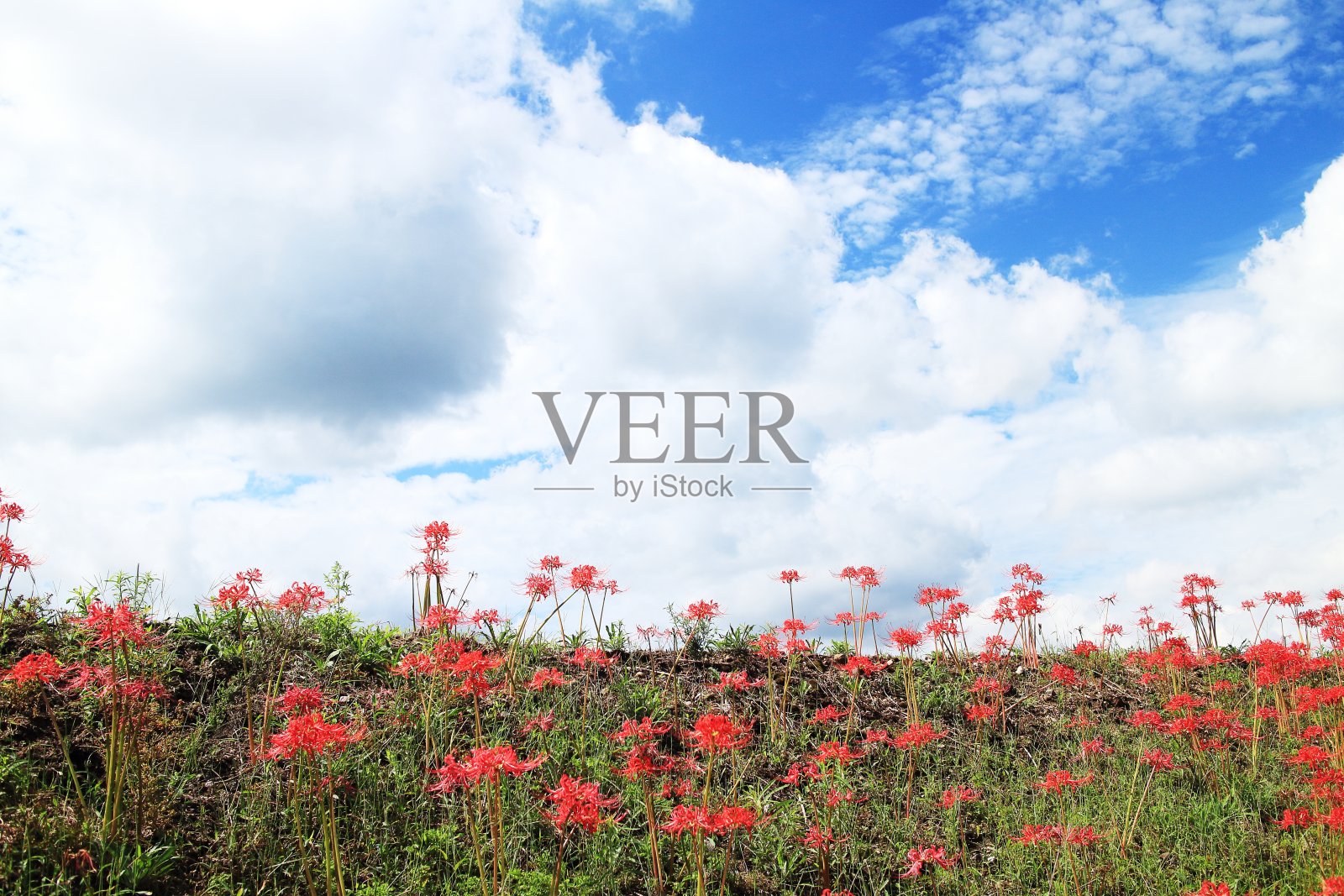 山坡上盛开着红色的花簇照片摄影图片