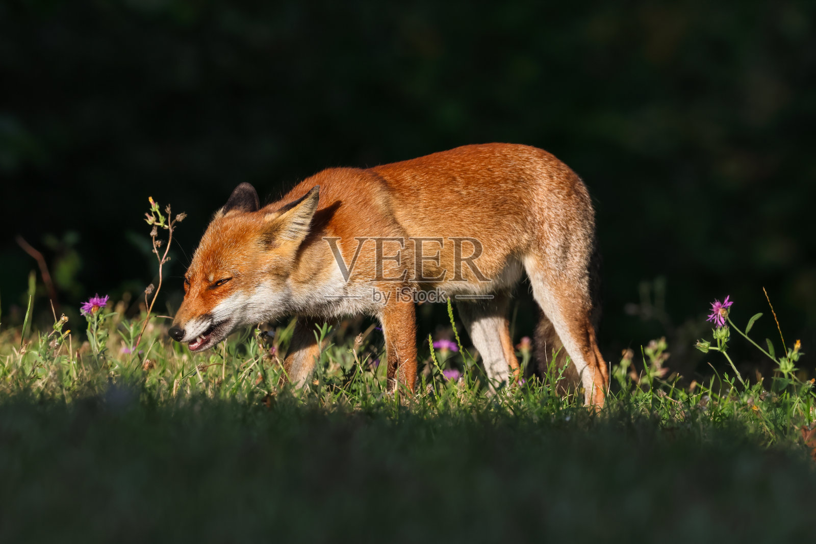 特写红狐照片摄影图片
