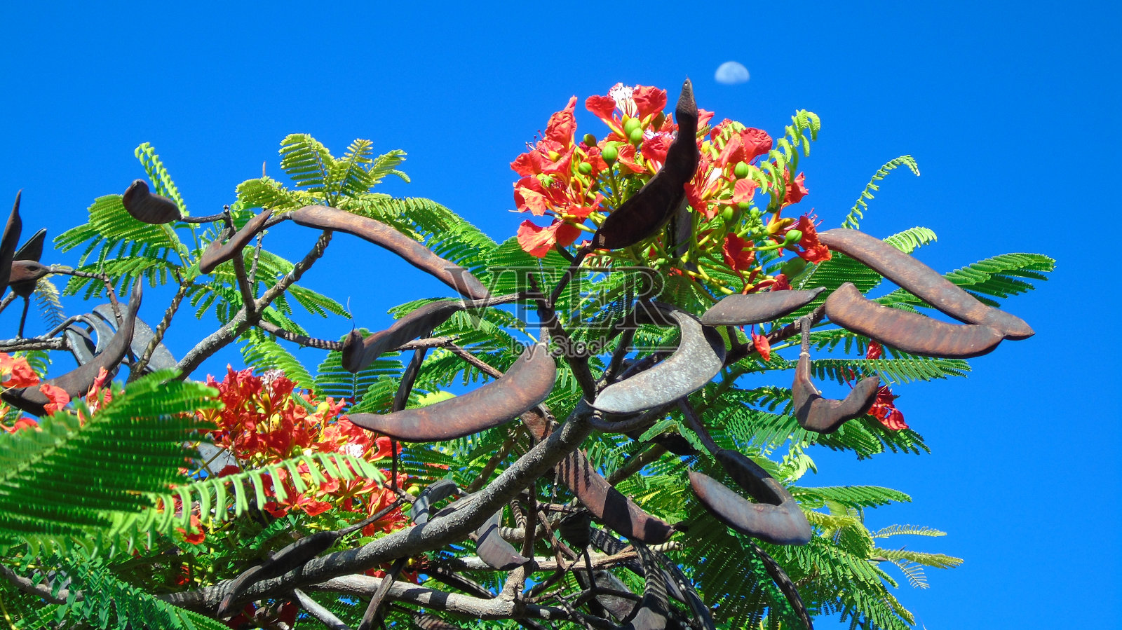 皇家poinciana或火焰树(delonix regia)的棕色种子荚悬挂在鲜艳的橙红色花朵下面。照片摄影图片