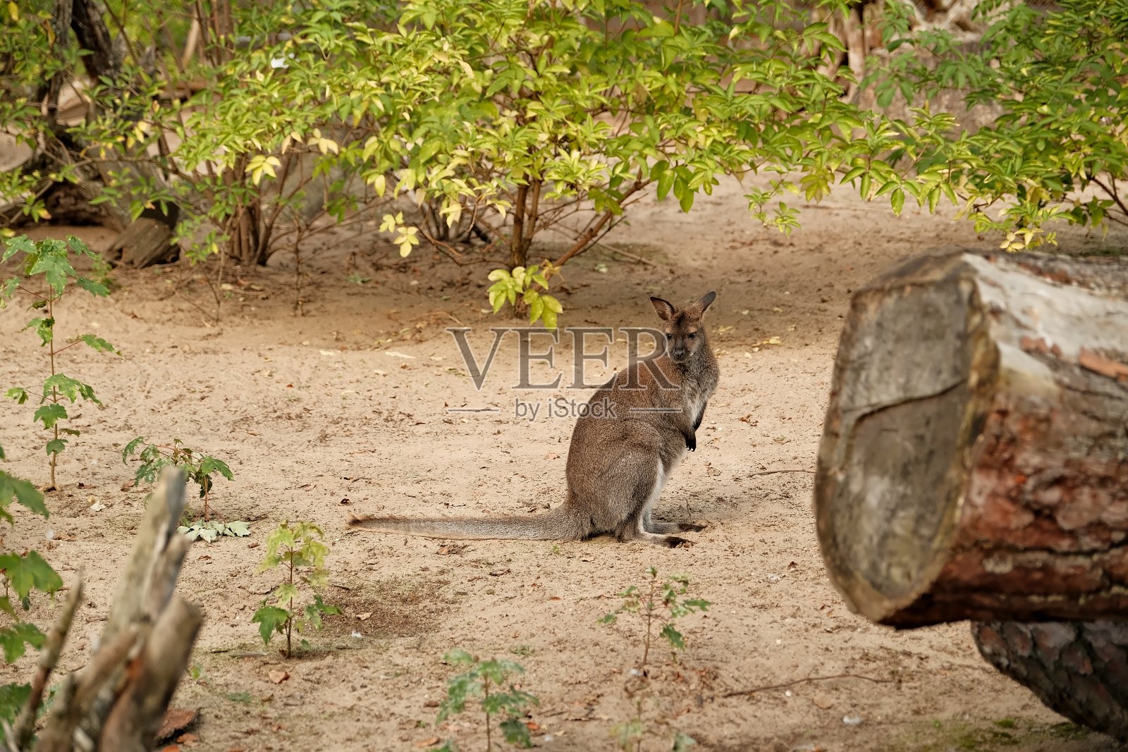 红色的袋鼠正坐在树上。照片摄影图片