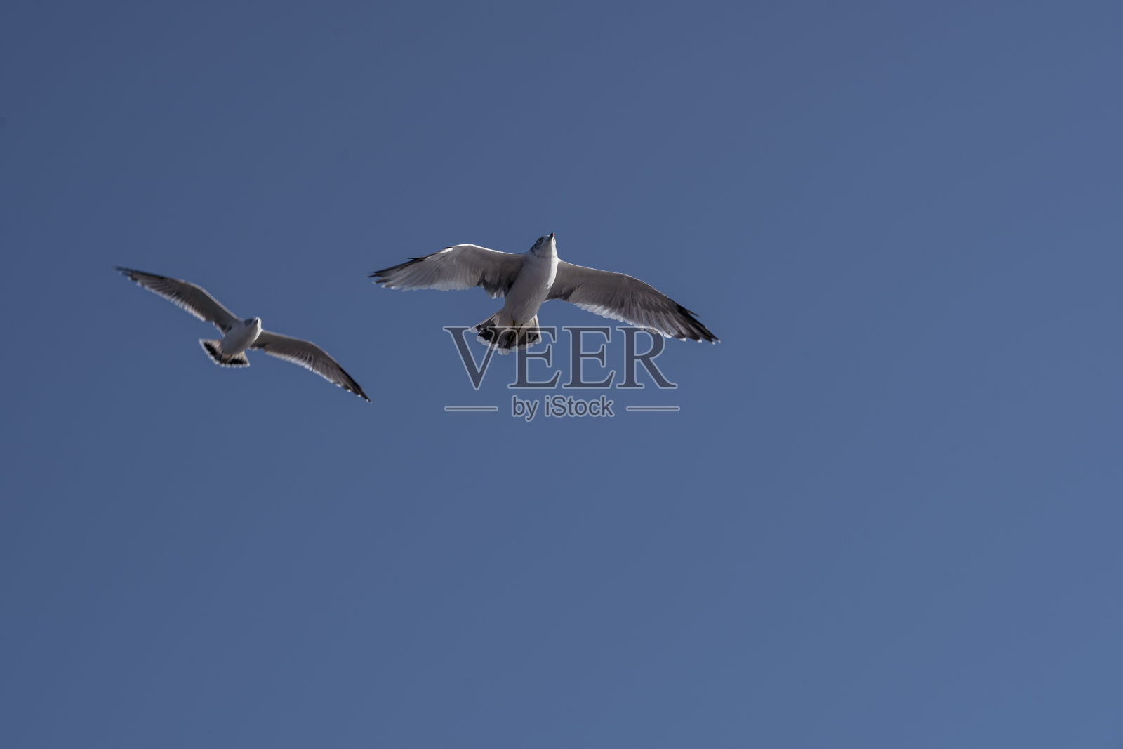 海鸥，中国山东烟台长岛岛海滨城市照片摄影图片