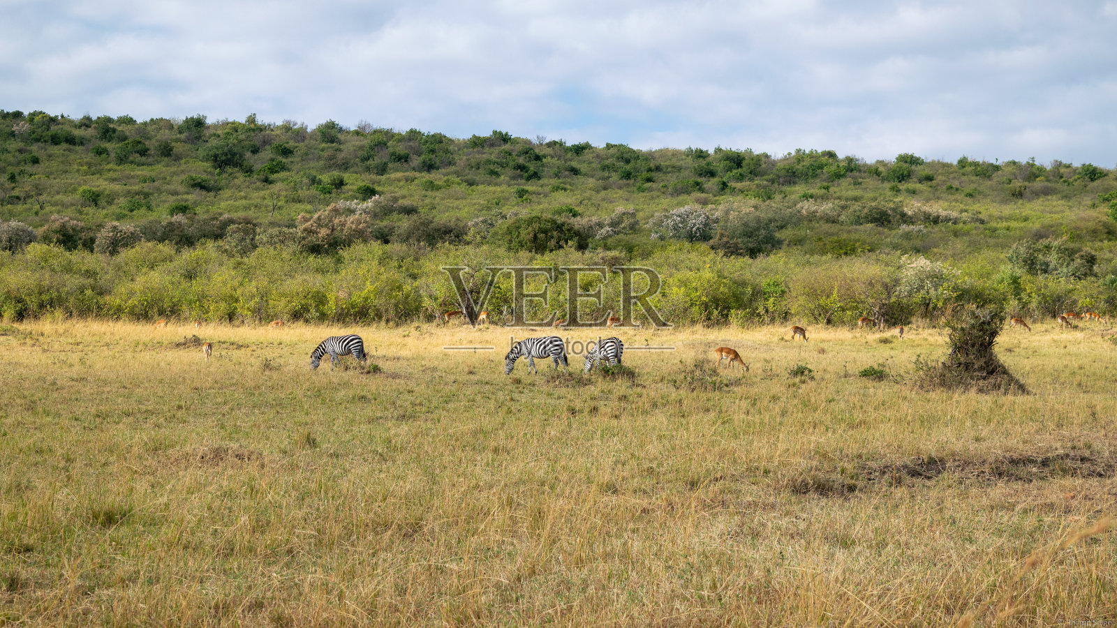 探索肯尼亚野生动物园的野性之美，雄伟的非洲动物在它们的自然栖息地自由漫步。照片摄影图片