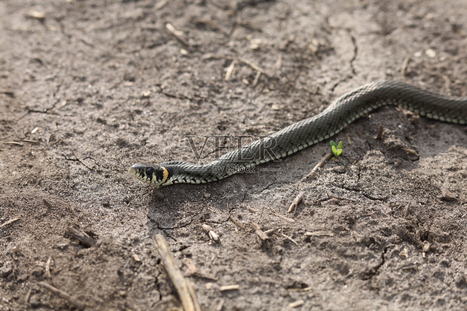 那条蛇正在地上爬行照片摄影图片