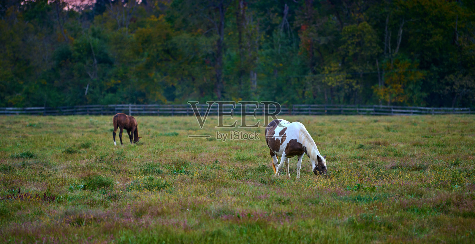 傍晚，两匹马在旷野上吃草。照片摄影图片