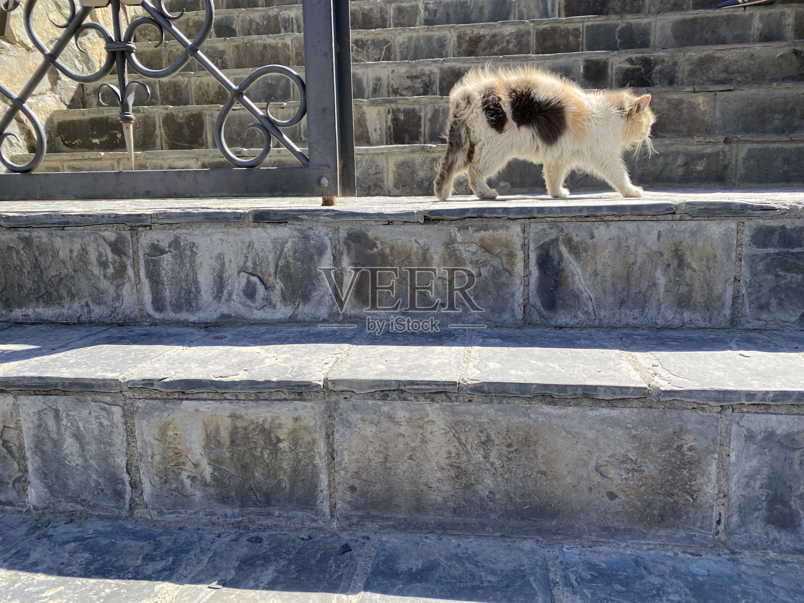 门口台阶上的小流浪猫照片摄影图片