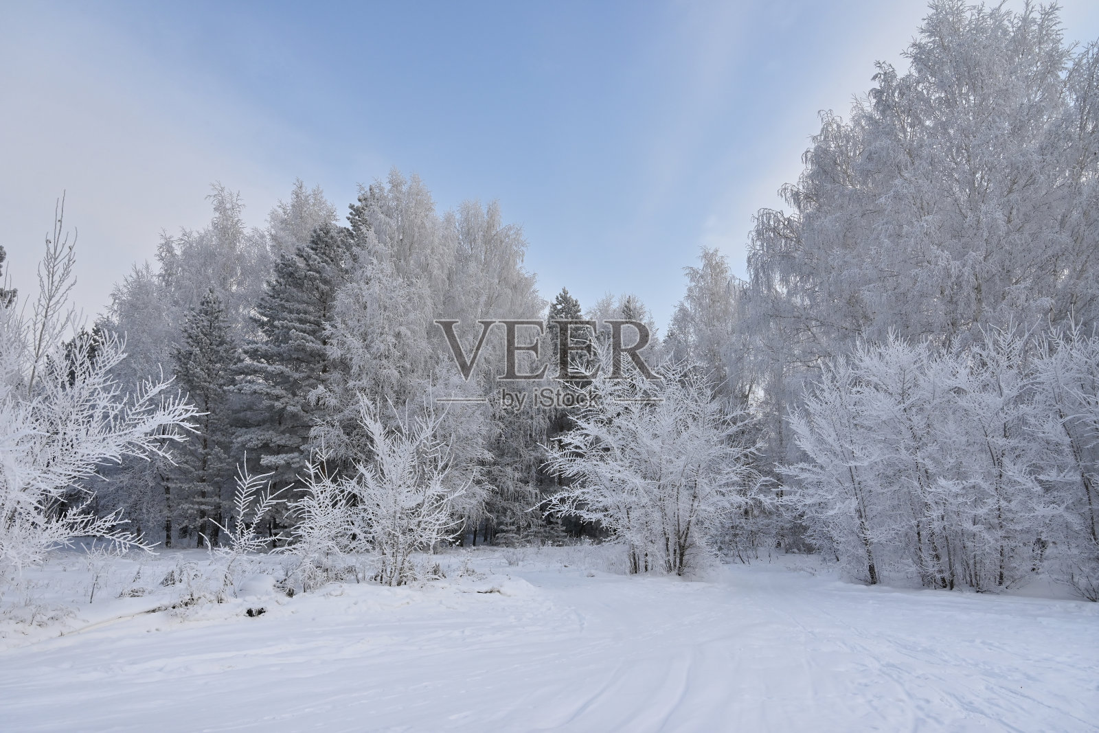 冬日风景中的树木。霜冻中的树木。照片摄影图片