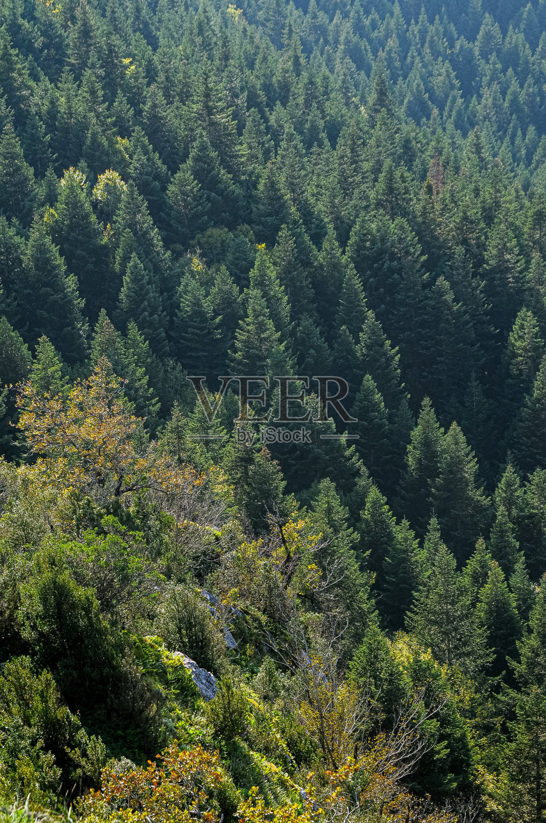 纯杉木林与混交林交界照片摄影图片