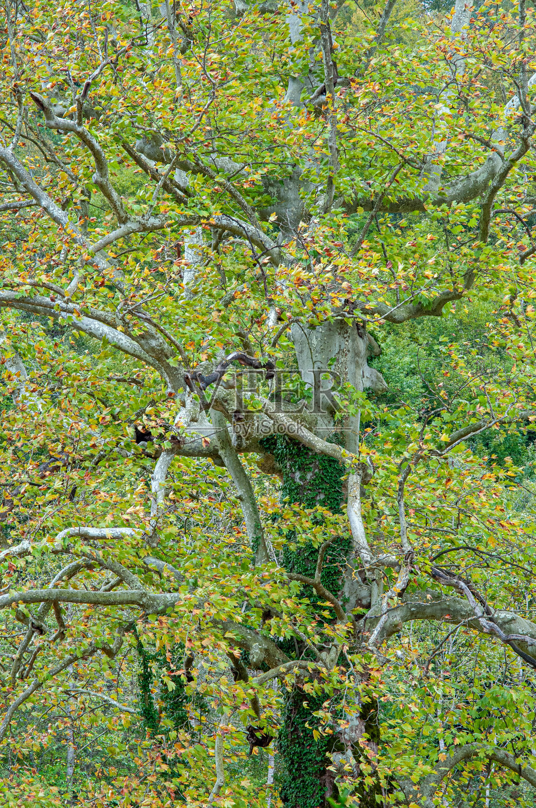 垂直的梧桐树树干和绿色的叶子照片摄影图片